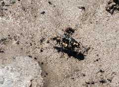 Cicindela senilis