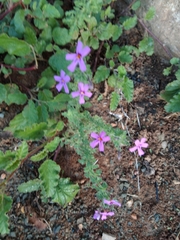 Jamesbrittenia microphylla