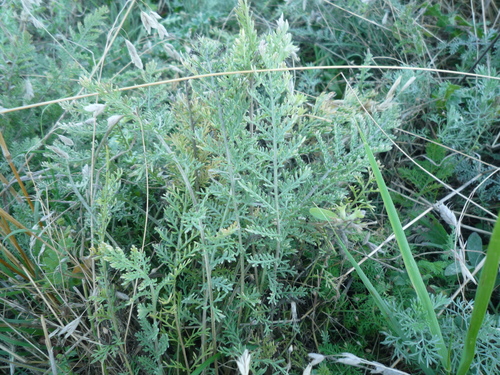 Tanacetum millefolium, photograph 6