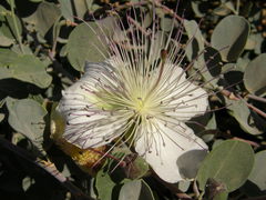 Capparis