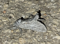 Inguromorpha itzalana