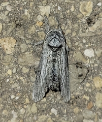 Inguromorpha itzalana