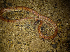 Phimophis guianensis