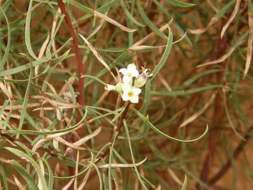 Daphne mucronata