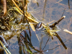 Nerodia sipedon williamengelsi