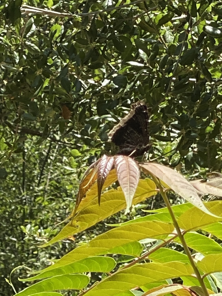 Mourning Cloak from Steckel Park, Santa Paula, CA, US on June 7, 2022 ...