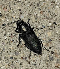 Melanophila