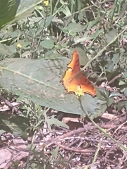 Polygonia haroldii