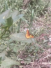 Polygonia haroldii