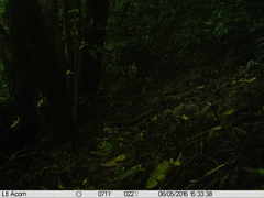 Crypturellus cinnamomeus