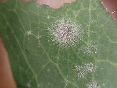 Golovinomyces cichoracearum