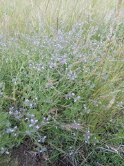 Nepeta parviflora