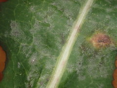 Golovinomyces cichoracearum