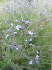 Nepeta parviflora