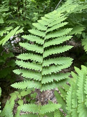Osmunda claytoniana