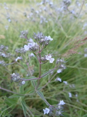 Nepeta parviflora