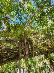 Tillandsia bartramii