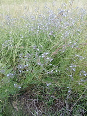 Nepeta parviflora