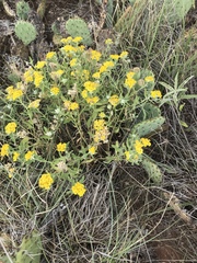 Psilostrophe tagetina