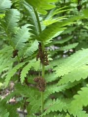 Osmunda claytoniana