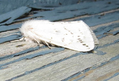 Spilosoma dubia