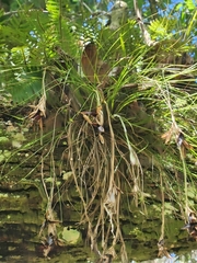 Tillandsia bartramii