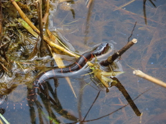 Nerodia sipedon williamengelsi