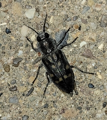 Melanophila