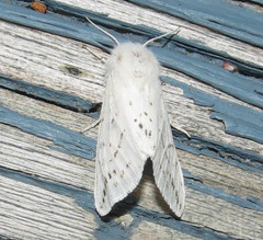 Spilosoma dubia