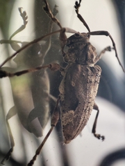 Lagocheirus araneiformis
