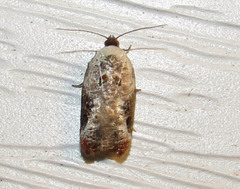Acleris nivisellana