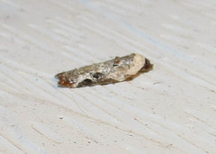 Acleris nivisellana
