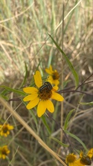 Astylus vittaticollis