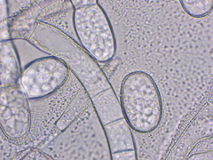 Golovinomyces cichoracearum