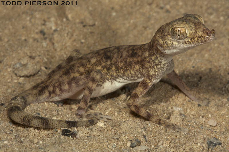 Gulf Sand Gecko