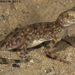Gulf Sand Gecko - Photo (c) Todd Pierson, some rights reserved (CC BY-NC-SA)