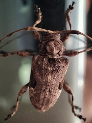 Lagocheirus araneiformis