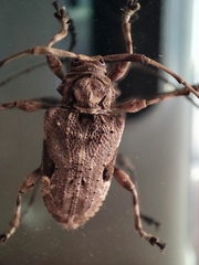 Lagocheirus araneiformis