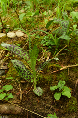 Dactylorhiza saccifera