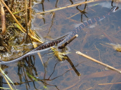 Nerodia sipedon williamengelsi