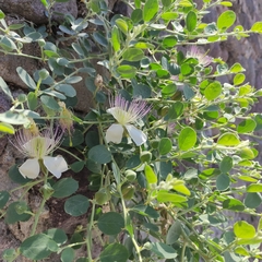 Capparis sicula