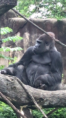 Gorilla gorilla