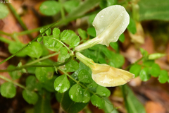 Vicia grandiflora
