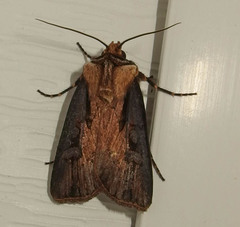 Agrotis volubilis