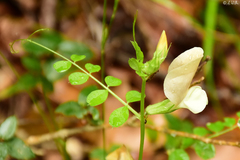Vicia grandiflora