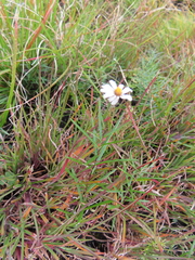 Athrixia angustissima