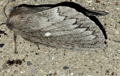 Gloveria arizonensis