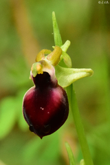 Ophrys helenae