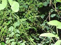 Polychrus marmoratus