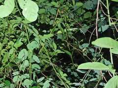 Polychrus marmoratus